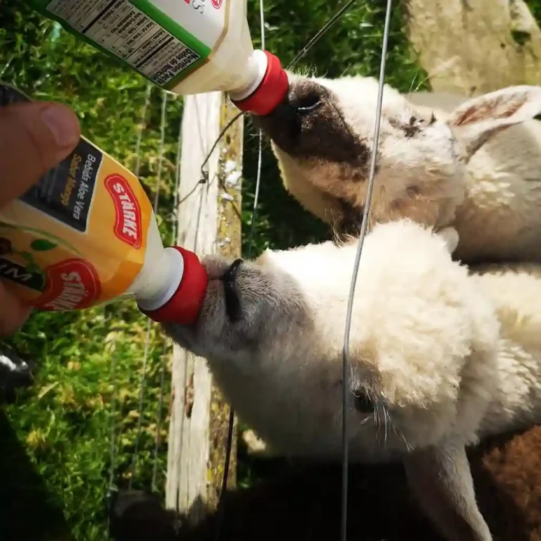 ECO HOSPEDAJE PINGUINERA 010 768x768