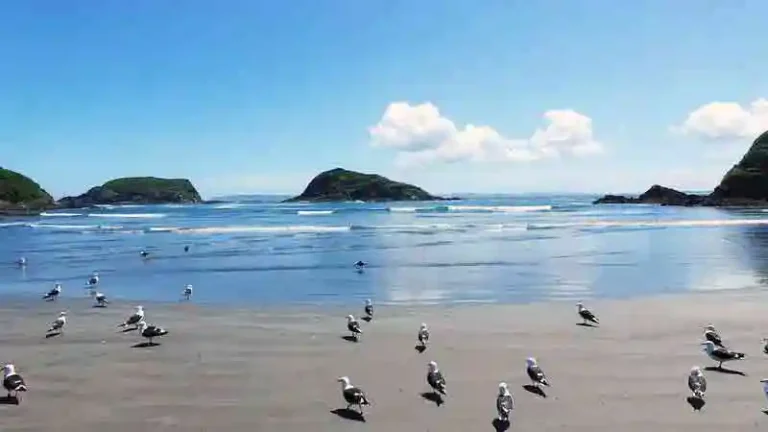 PINGUINERAS 2 768x432