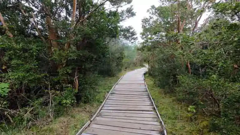 Parque Nacional Chiloe 2 768x432