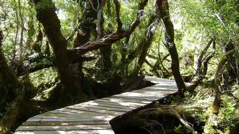 Parque Nacional Chiloe 3 768x432